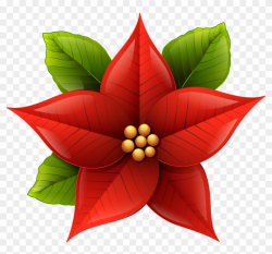 Christmas Poinsettia Png Clip-art Image - Christmas Flower ...