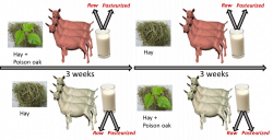 Effect of feeding poison oak to goat on the milk short non-coding ...