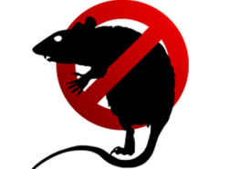 Mushonga wemakonzo-Rat Poison - Mobile Community Zimbabwe