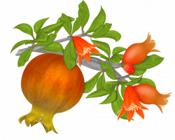 Free Pomegranates Vector PNG (12) | graphics | Pinterest | Pomegranates
