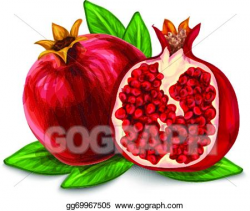 Vector Illustration - Pomegranate isolated poster or emblem ...