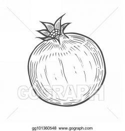 Stock Illustration - Pomegranate fruit illustration. Clipart ...