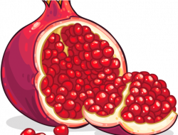 Download HD Pomegranate Clipart High Resolution ...