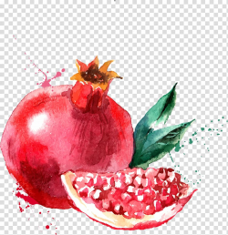 Free download | Painting of pomegranate, Watercolor painting ...