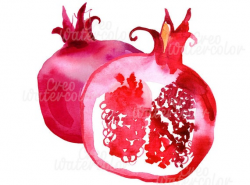 Pomegranate clipart, watercolor pomegranate illustration, fruit, digital  art, png, commercial use, hand painted, printable
