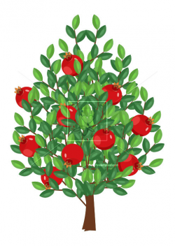 Pomegranate Fruit Tree | Free vectors, illustrations, graphics ...
