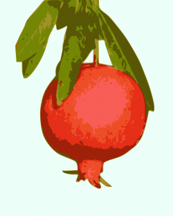 Clipart - pomegranate