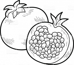Free Pomegranate Clipart printable, Download Free Clip Art ...