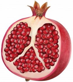 Pomegranate PNG Clip Art Image | Gallery Yopriceville - High ...