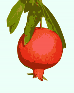 File:Pomegranate.svg - Wikimedia Commons