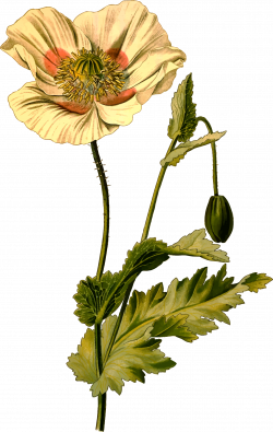 Clipart - Opium poppy (detailed)
