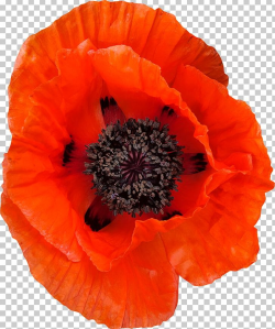 Common Poppy Flower PNG, Clipart, Annual Plant, Clipping ...