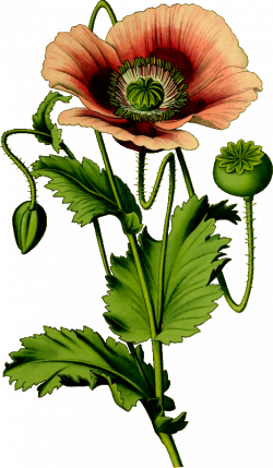 Clipart - Opium poppy 4
