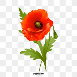 Poppy Png, Vector, PSD, and Clipart With Transparent ...