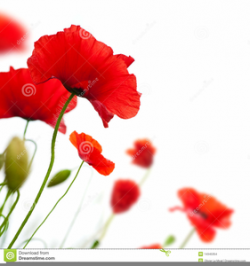 Poppy Border Clipart | Free Images at Clker.com - vector ...