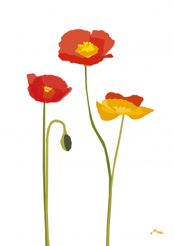 Poppies clipart style, cartoon simple graphic expression ...