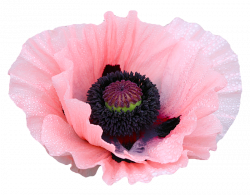 transparent-flowers: Coral Reef Poppy flower. Papaver orientalis. (x ...