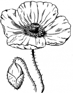 Poppy Flower Drawing | Poppy | ClipArt ETC | Susie's 1944 ...