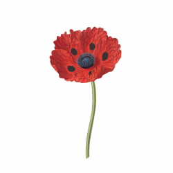 Open Poppy transparent PNG - StickPNG