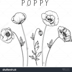 drawing flowers. poppy flower clip-art or illustration. | SG ...
