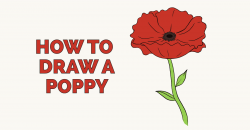 How to Draw a Poppy - Really Easy Drawing Tutorial