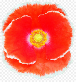 Marigold Flower clipart - Poppy, Flower, Red, transparent ...