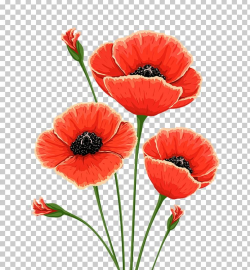 Common Poppy Flower Remembrance Poppy PNG, Clipart ...