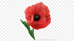 Poppy Flower png download - 500*500 - Free Transparent In ...
