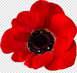 In Flanders Fields Remembrance poppy Common poppy Armistice ...