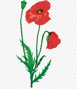 Remembrance Day Poppy png download - 533*1024 - Free ...