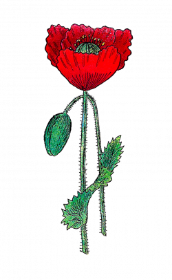 Antique Images: Free Botanical Graphic: Vintage Poppy Flower ...