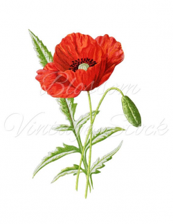 Botanical Illustration, Red Poppy Clipart Vintage Digital ...