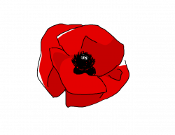 tamabooty: “ transparent poppy for your blog today ”
