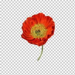 Red Poppy PNG, Clipart, Flowers, Nature, Poppies Free PNG ...