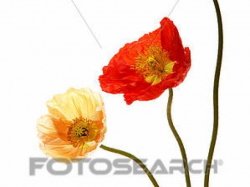 Free Poppy Clipart, Download Free Clip Art on Owips.com