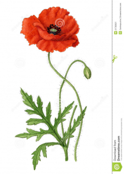 poppy leaves | ... Corn Poppy plant with an open flower, one ...