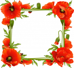 Poppies Transparent Frame | Gallery Yopriceville - High-Quality ...