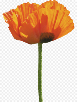 Poppy Flower clipart - Flower, Orange, Poppy, transparent ...