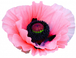 Poppy Flower Clip art - pink poppy png download - 1024*780 ...