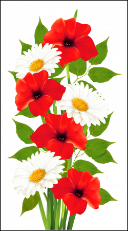 Stunning Poppies And Daisies Transparent Png Clipart Frames U Cards ...