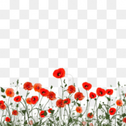Poppy png free download - Remembrance Day Poppy - Poppy ...