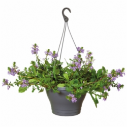 Potted Plant PNG Images | Potted Plant Transparent PNG - Vippng