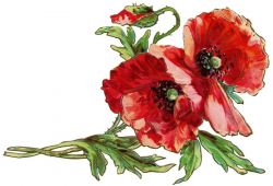 free vintage postcard graphic, poppy clipart, old fashioned ...