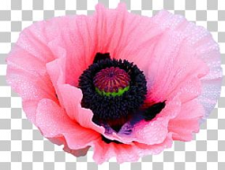Download for free 10 PNG Poppy clipart pink Images With ...
