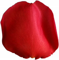 Clip art - Rose Petal Red PNG Clip Art Image 1000*1019 transprent ...