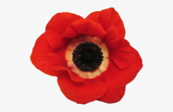 Poppy Flower Png - Real Flowers Free Png #1943570 - Free ...