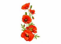 Poppy Drawing Bouquet - Red Poppy Flower Clipart ...
