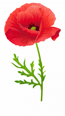 Opium Flower Clip Art Transprent Png Free Source - Red Poppy ...