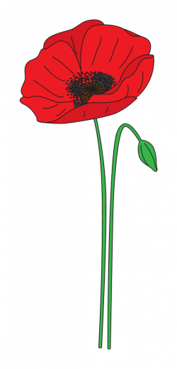 28+ Collection of Anzac Day Poppy Clipart | High quality, free ...