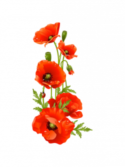 Remembrance poppy Flower Clip art - A bouquet of flowers 604*807 ...